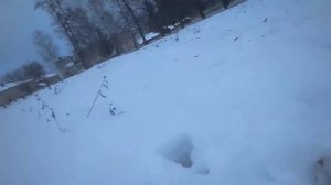 Охота на ёжика с дворнягой