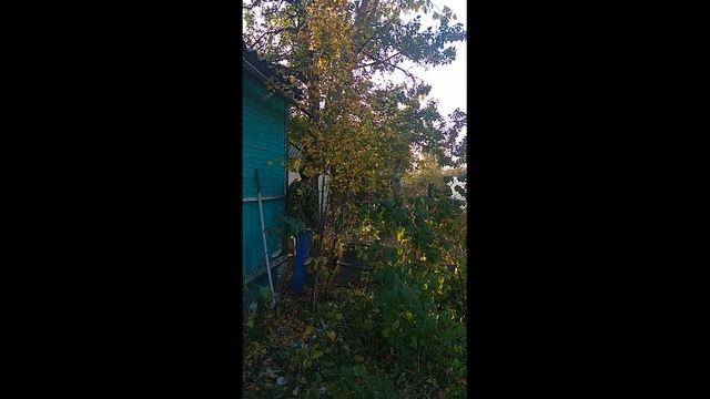 Как спилить дерево в нужном направлении Спил и валка большого дерева Спил деревьев