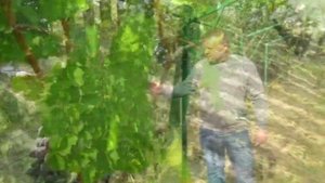 ❷?Виноградники Пинска, Первого А. и Горбачевского Н. Выставка винограда в Пинске.