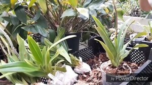 Орхидея Венерин Башмачок - Пафиопедилум, Фрагмипедиум - уход и Кальций )