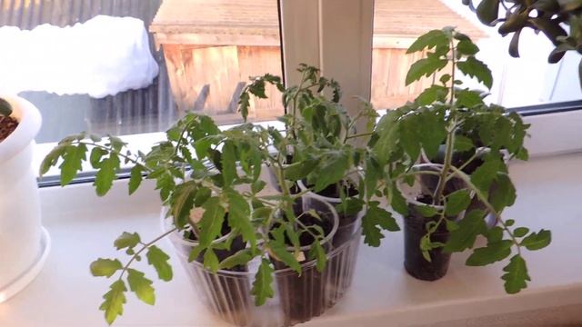 Мал, да удал! Томаты сорта "Монгольский карлик смотреть онлайн