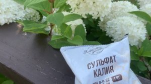Чем подкормить гортензии и розы для хорошей зимовки. Стоит ли подкислять грунт?