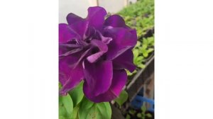 Махровая петуния. Посев петунии. Особенности выращивания махровой петунии. Какую выбрать  петунию.