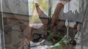 Мамонт и другие древние животные. Видеопрогулка по выставке палеофауны