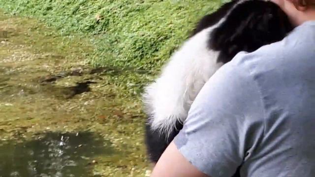 ДЖЕК РАССЕЛ терьер и АУССИ УЧИМСЯ ПЛАВАТЬ, ПРУДИК 2!!! смотреть онлайн