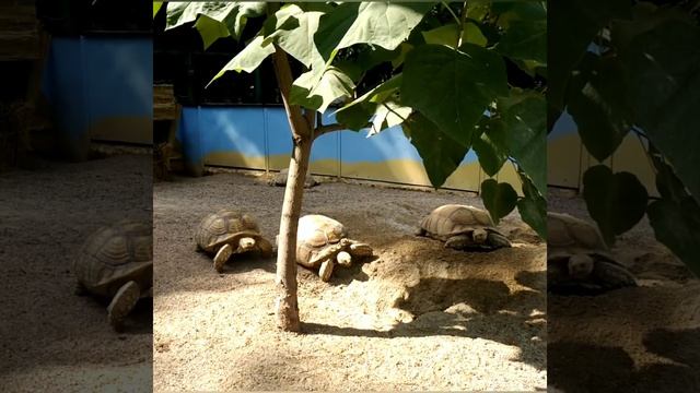 Одесса - прогулка в зоопарке (18.08.2022) смотреть онлайн