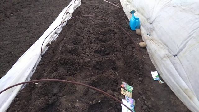 Посев капусты в грунт:чем уплотнить и как защитить от вредителей смотреть онлайн