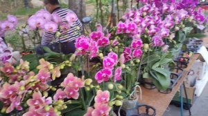 ORCHIDS in BLOOM || ORCHIDS IN TAIWAN