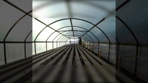 Новые стеллажи в теплицу.