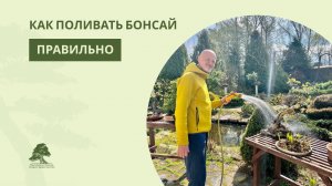 Как правильно поливать бонсай?