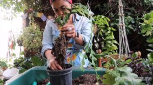 Planting with Jewelyn: Epiphyllum Anguliger collective | May 2019 | ILOVEJEWELYN