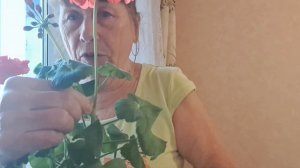 А ЗНАЕТЕ КАК РАЗМНОЖАТЬ КАЛАЧИКИ ГЕРАНЬ