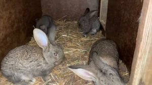 Как кормить кроликов, мой опыт. Ризены.