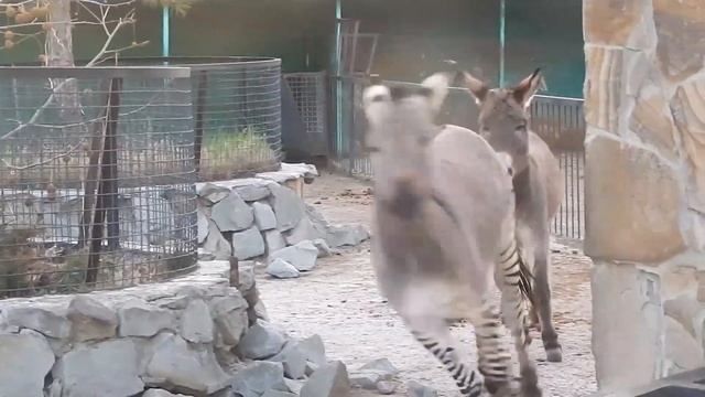 Забавные ослики!