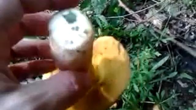 Sarisske michalany huby смотреть онлайн