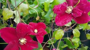 Best Flowering Vines and Climbers - Clematis Charmaine™