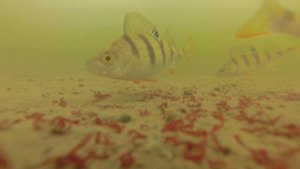 Зимняя рыбалка на Истринском водохранилище