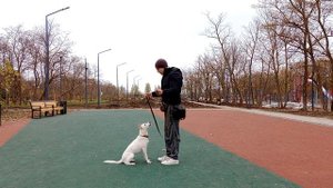 Как научить собаку прыгать на скакалке | дрессировка собак | Как дрессировать собаку