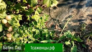 Крыжовник Шершнёвский