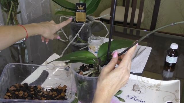 Пересадка орхидеи БЕЗ СТРЕССА! ПРОВЕРЕННЫЙ МЕТОД смотреть онлайн