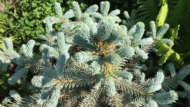 Черенки голубой ели переехали на дачу смотреть онлайн