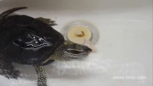 Кормление болотной черепахи