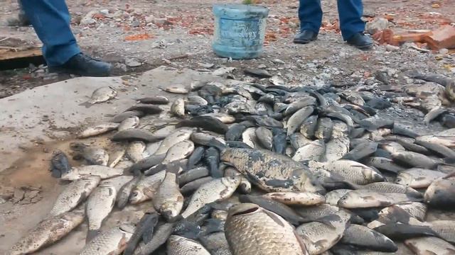 Танцующая рыба)))) смотреть онлайн