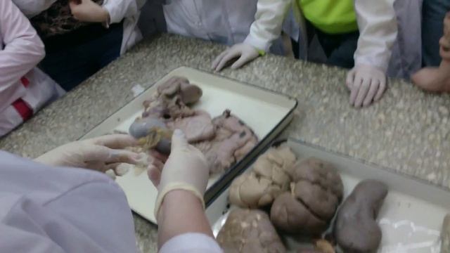 Мочевыделительная система животных.