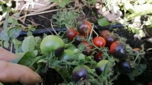 Томаты Гномы в открытом грунте