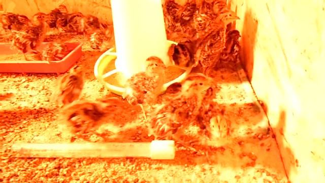 Обзор хозяйства и дальнейшие планы по разведению птицы.