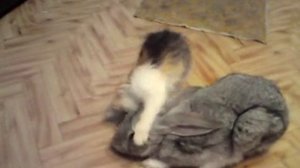 кошка нападает на кролика