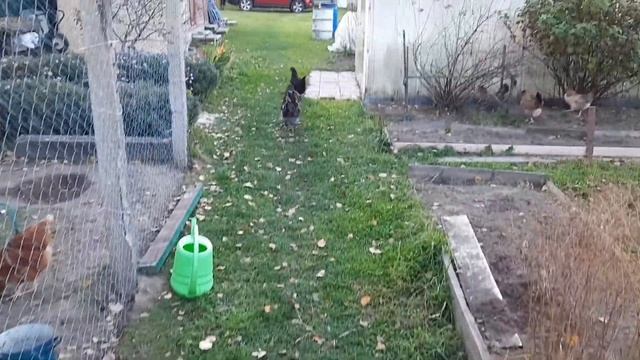 Про кур кросса Доминант и какие их них мне понравились смотреть онлайн