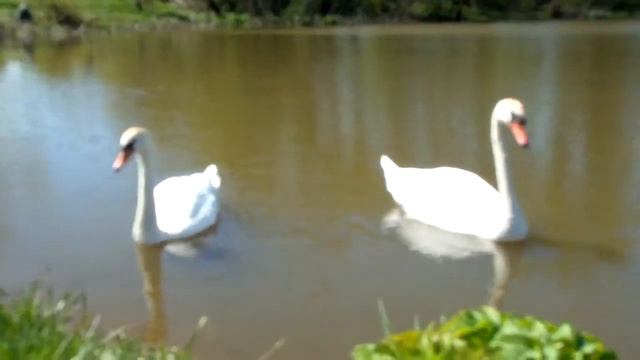 Лебеди на озере. смотреть онлайн