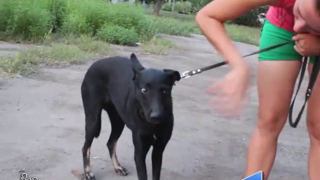 Сигналы стресса и дискомфорта у собак. Что делать, если собака боится хозяина, как наладить контакт смотреть онлайн