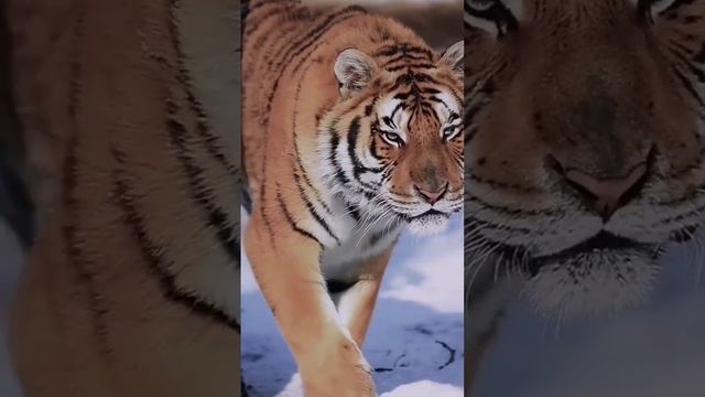 Tiger .mp4 смотреть онлайн