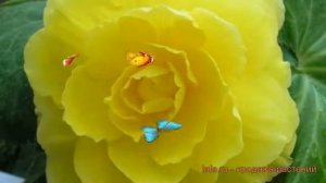 Бегония махровая Йеллоу (begoniya-makhrovaya-yellou) ? обзор: как сажать, саженцы бегонии Йеллоу