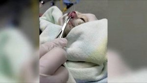 То, что извлекли из носа котенка, напугало даже ветеринаров!