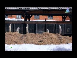 "Чудо техники": Коррекция зрения, вода из-под крана и чудеса генетики