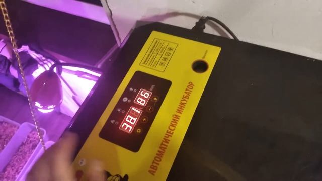 Обзор инкубатора Sititek (Сититек) смотреть онлайн