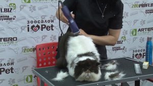 Ольга Калашникова. Стрижка кошки. Мастер класс Пэт груминг кошек.