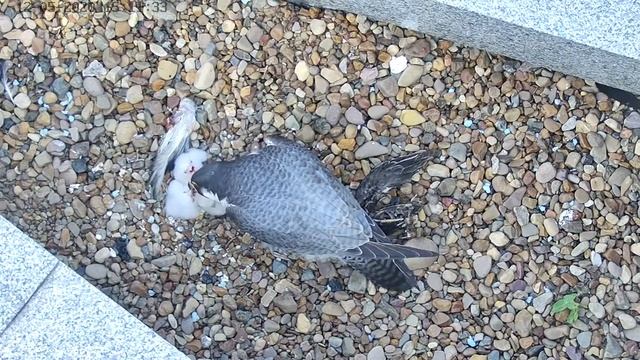 Птенцы сапсанов на крыше Уралсиба, 12 мая 2020 года смотреть онлайн