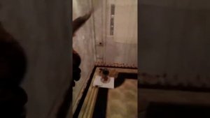 Самец Рыжеголового сапсана - Шахин. Первая неделя-тренировки, приручение