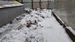 Виноград Подмосковья 24.11.2022. Укрытие винограда на зиму в открытом грунте и теплице