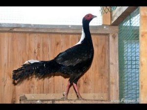 Фазан Свайно в питомнике ДонЗоо