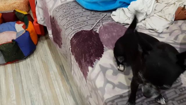 мои красивые чихуахуа Симферополь Кастропуло продам щенков Крым