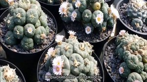 Кактус Lophophora Williamsii — посадка и уход дома