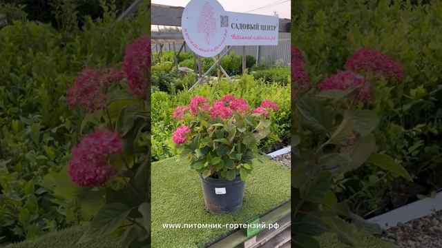 Гортензия древовидная Руби Аннабель (Ruby Annabelle) самая красная гортензия в мире из древовидных!