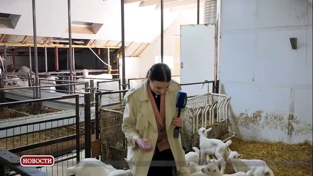 Лучший сыровар