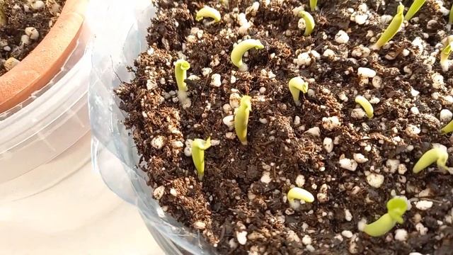 Что делать с черенками пеларгоний, адениумом, замиокулькасом после покупки смотреть онлайн