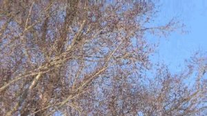 Crow Hunting jan 23